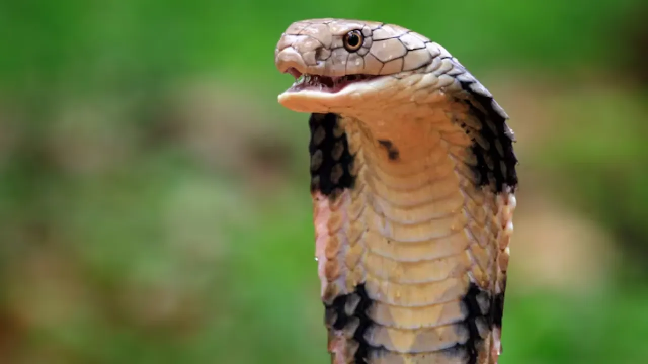 Bihar 1 years old Child bites Cobra and Snake died