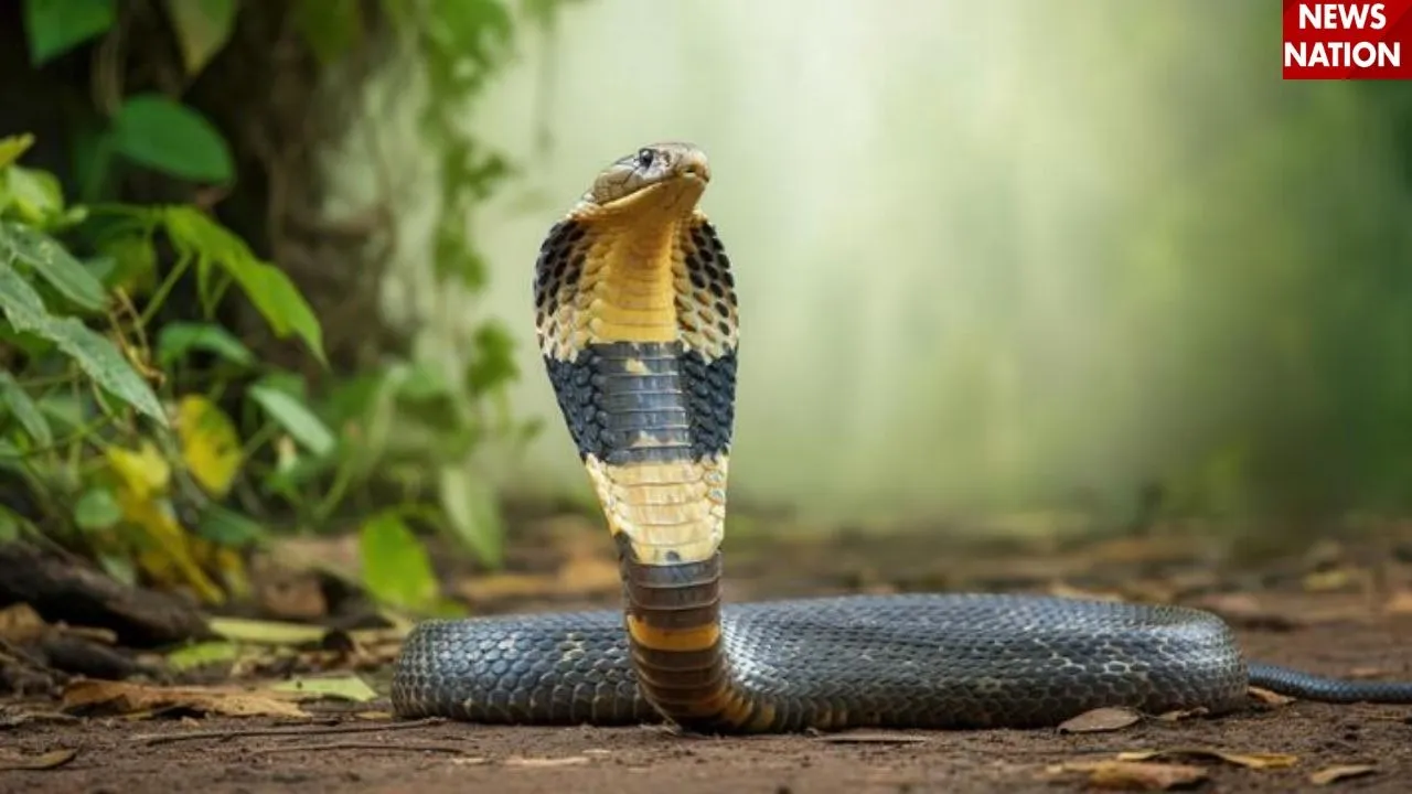cobra