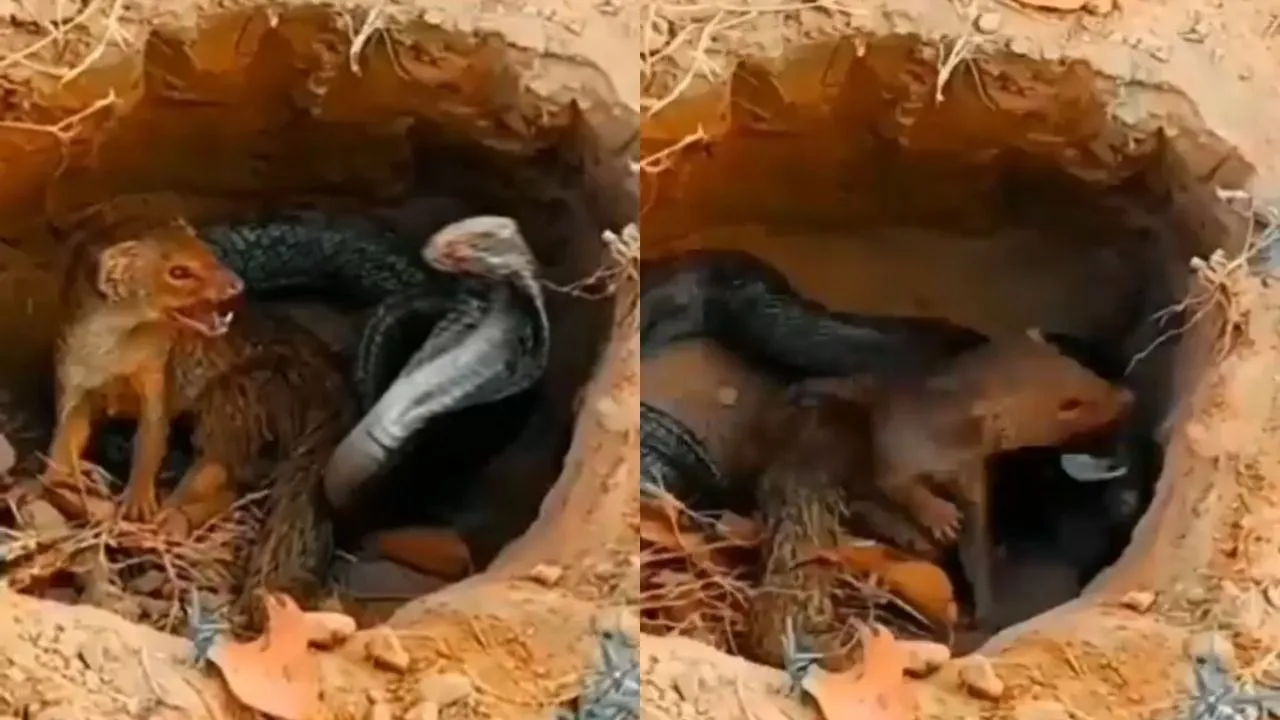 Cobra and Mongoose fight
