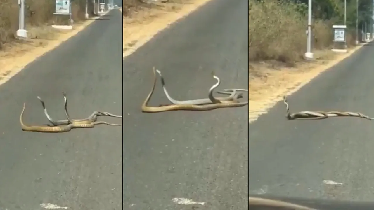 King Cobra Viral News