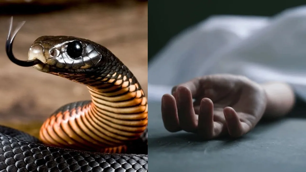 Snakebite Death