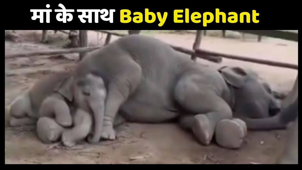 Baby Elephant Video Viral