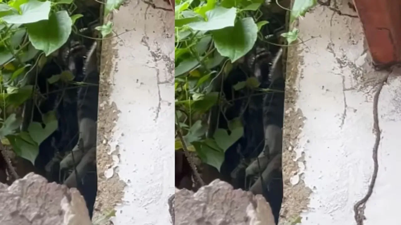 python attack on cat