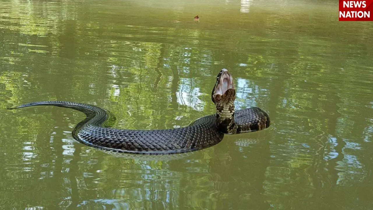 snake
