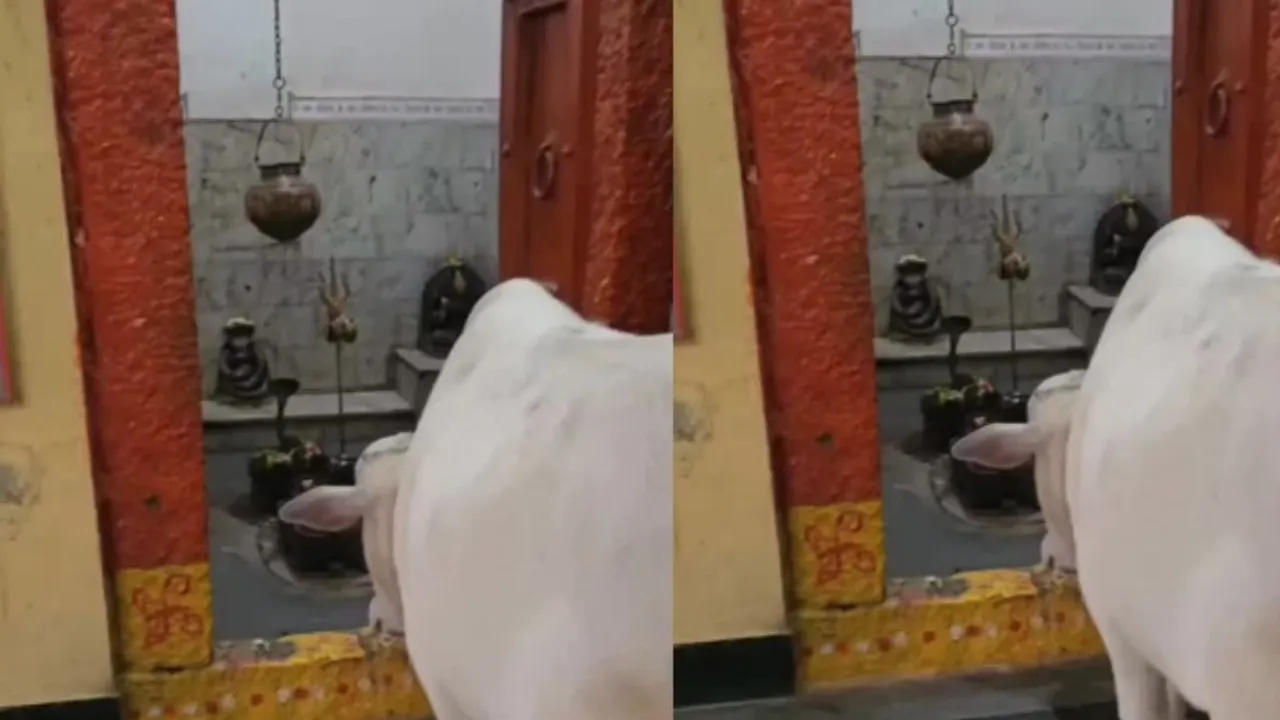 viral cow lord shiva video