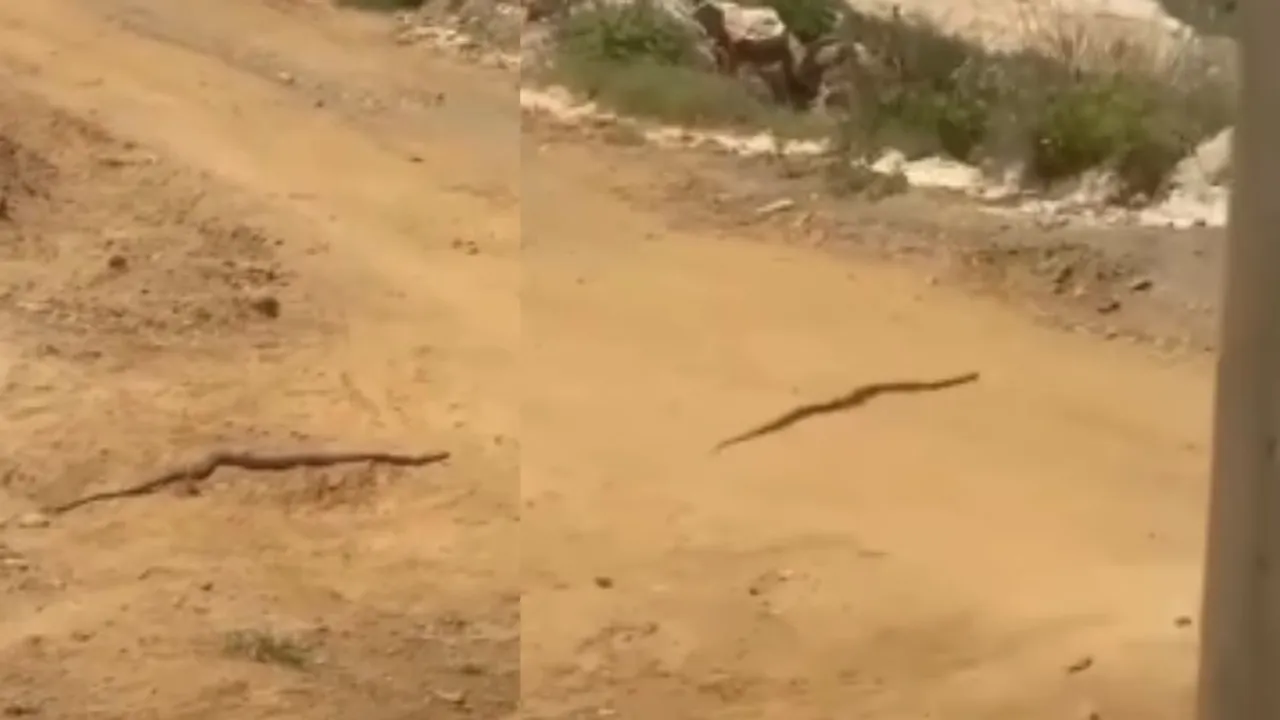 viral snake video wildlife