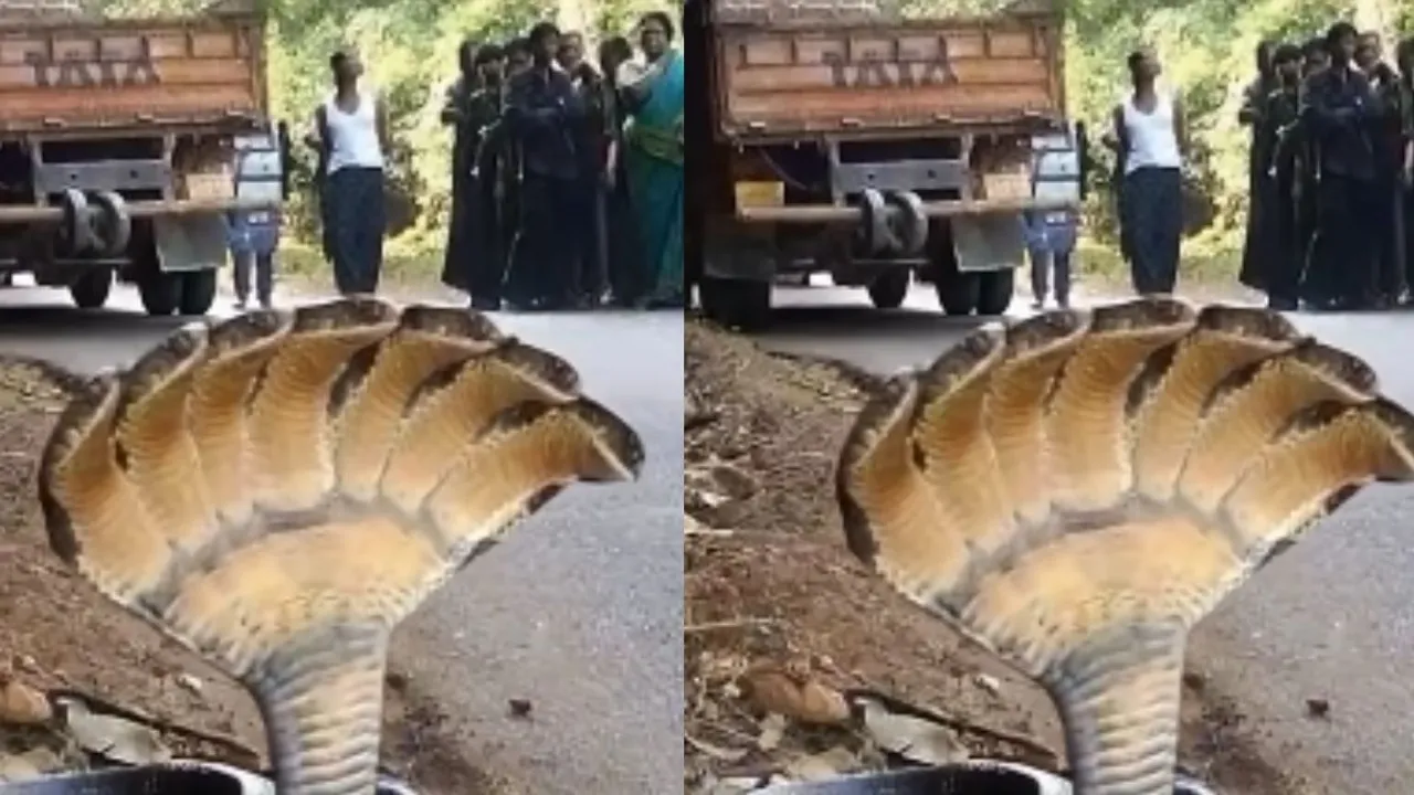 viral snake videos (1)