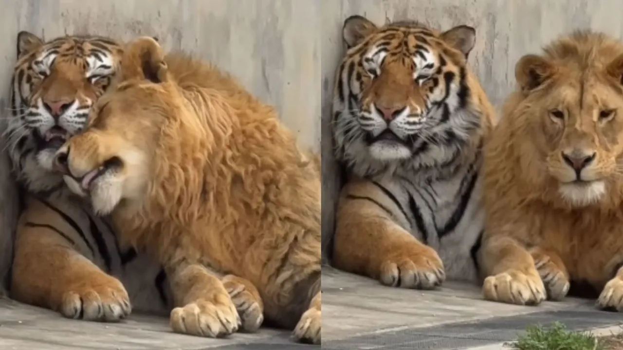 viral tiger lion video (1)