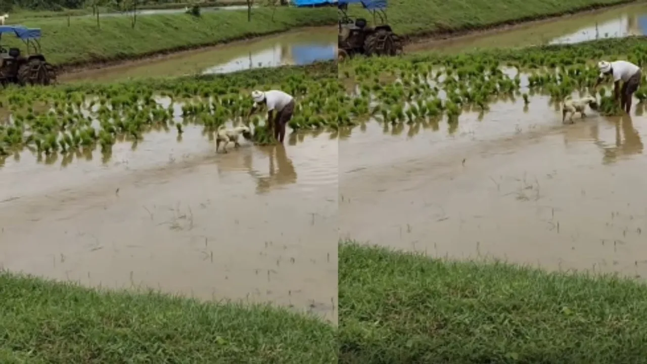 viral video news (3)