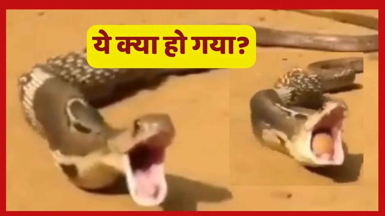 King Cobra Video on eggs spite