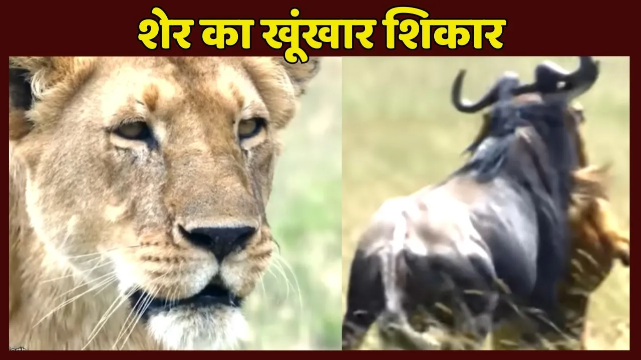 Lion Ruthless Hund video Viral