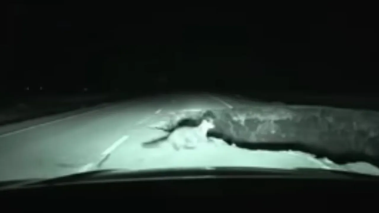 viral accident video on social media (1)