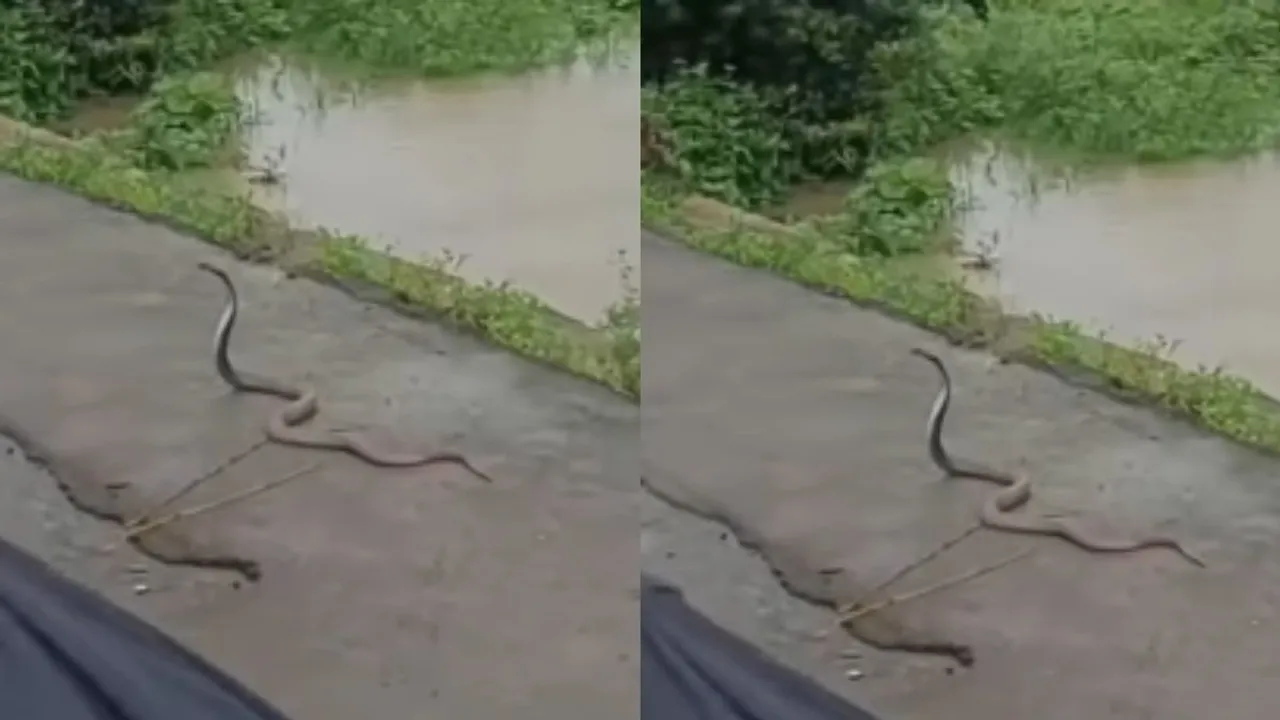 viral snake video  (1)