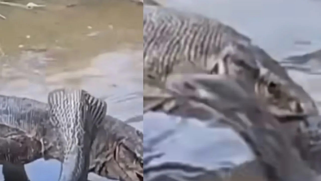 VIRAL VIDEO NEWS (4)
