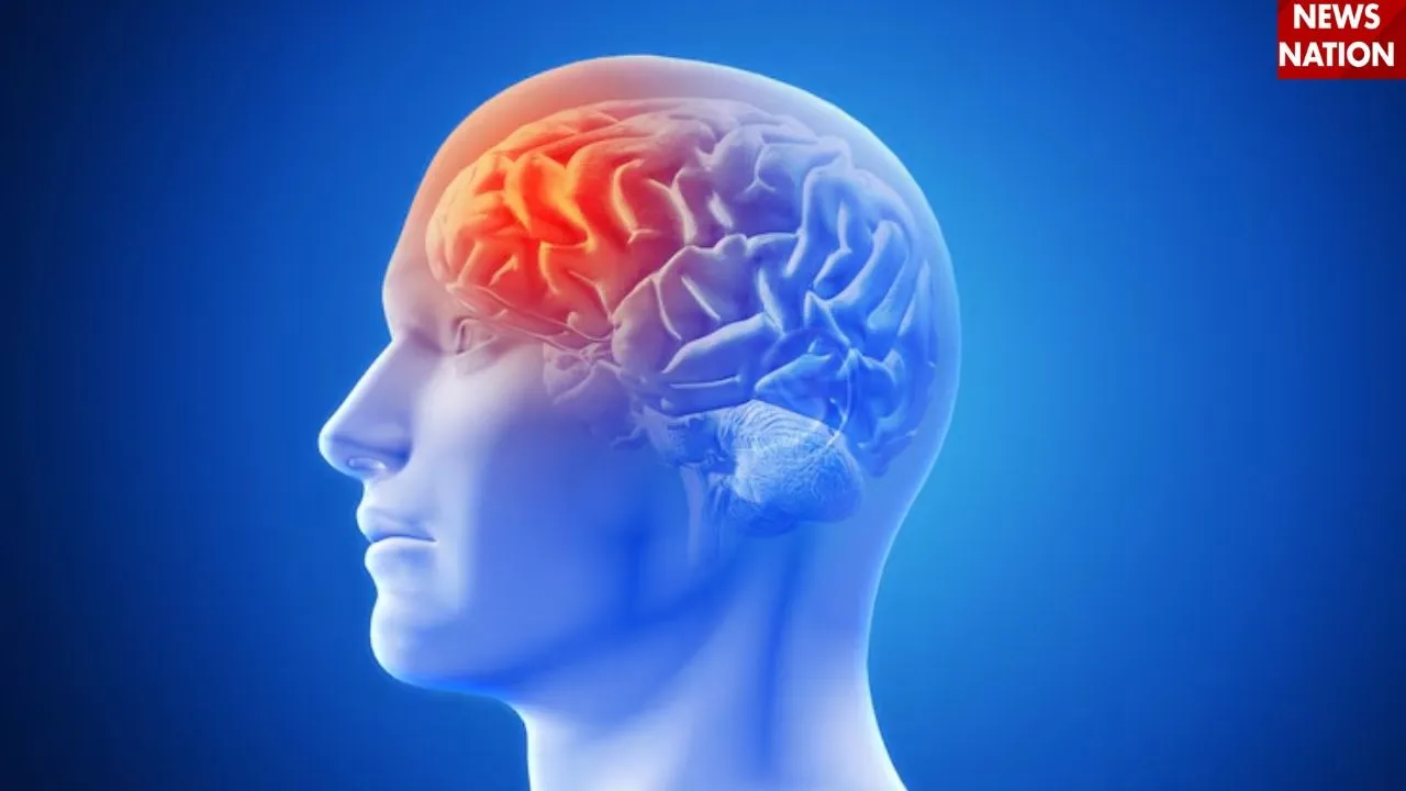 brain