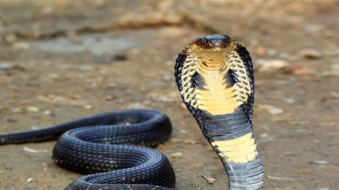 snake bite