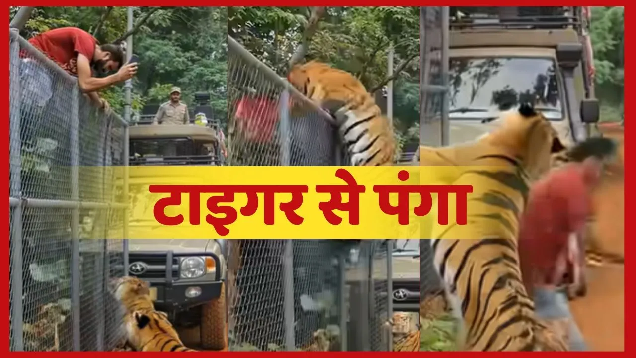 Tiger video Viral