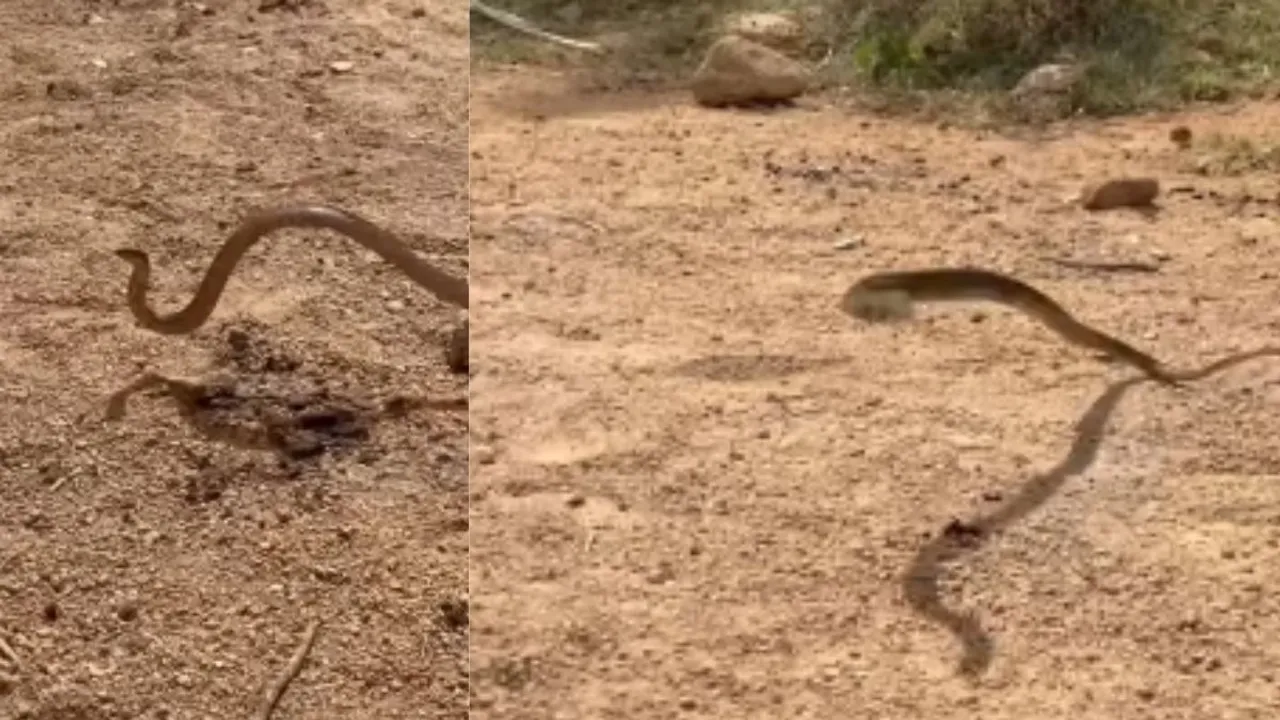 flying snake video