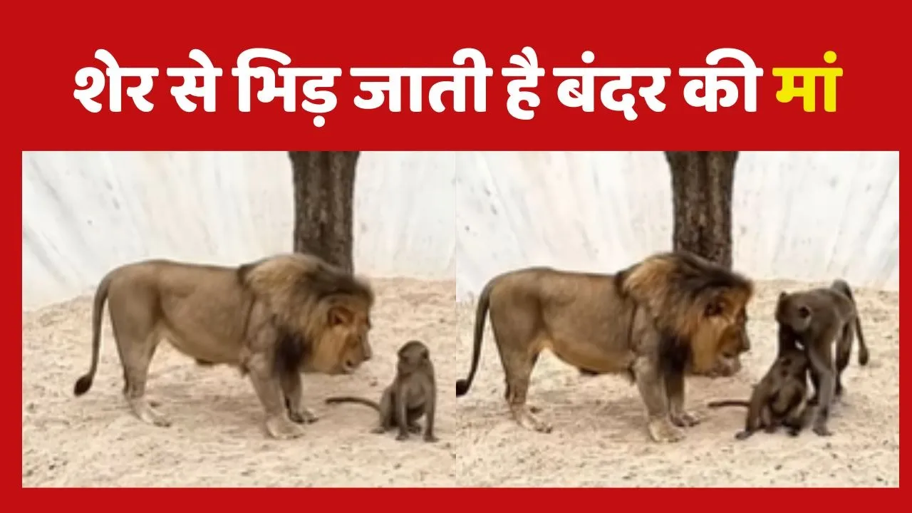 Lion vs Monkey Video Viral