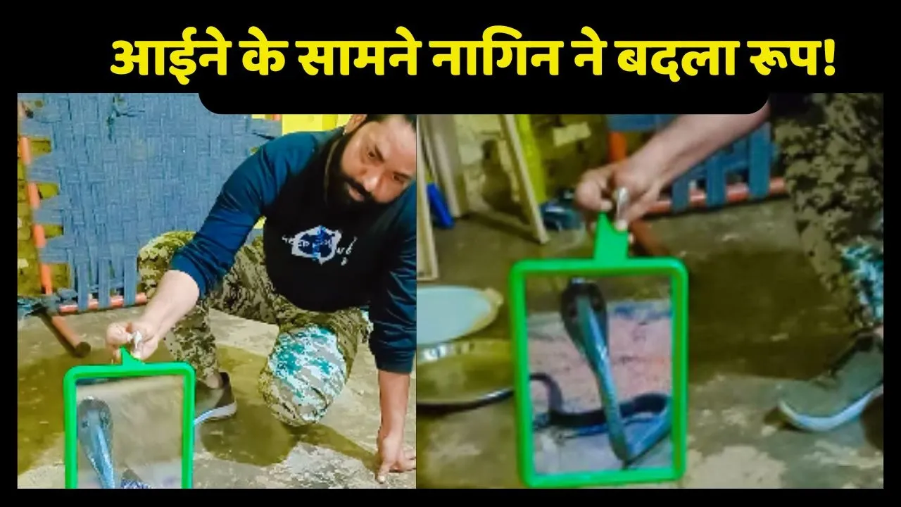 Snake Video Viral in front of Mirror