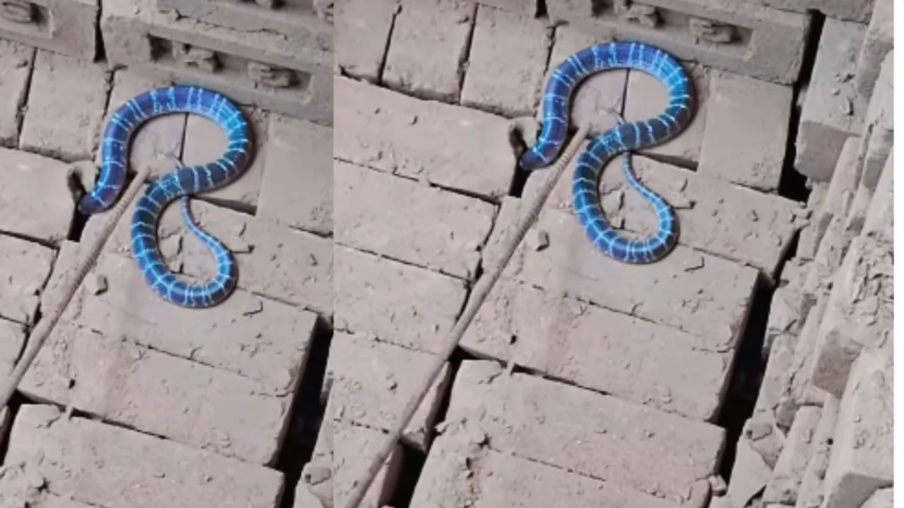 viral blue snake video