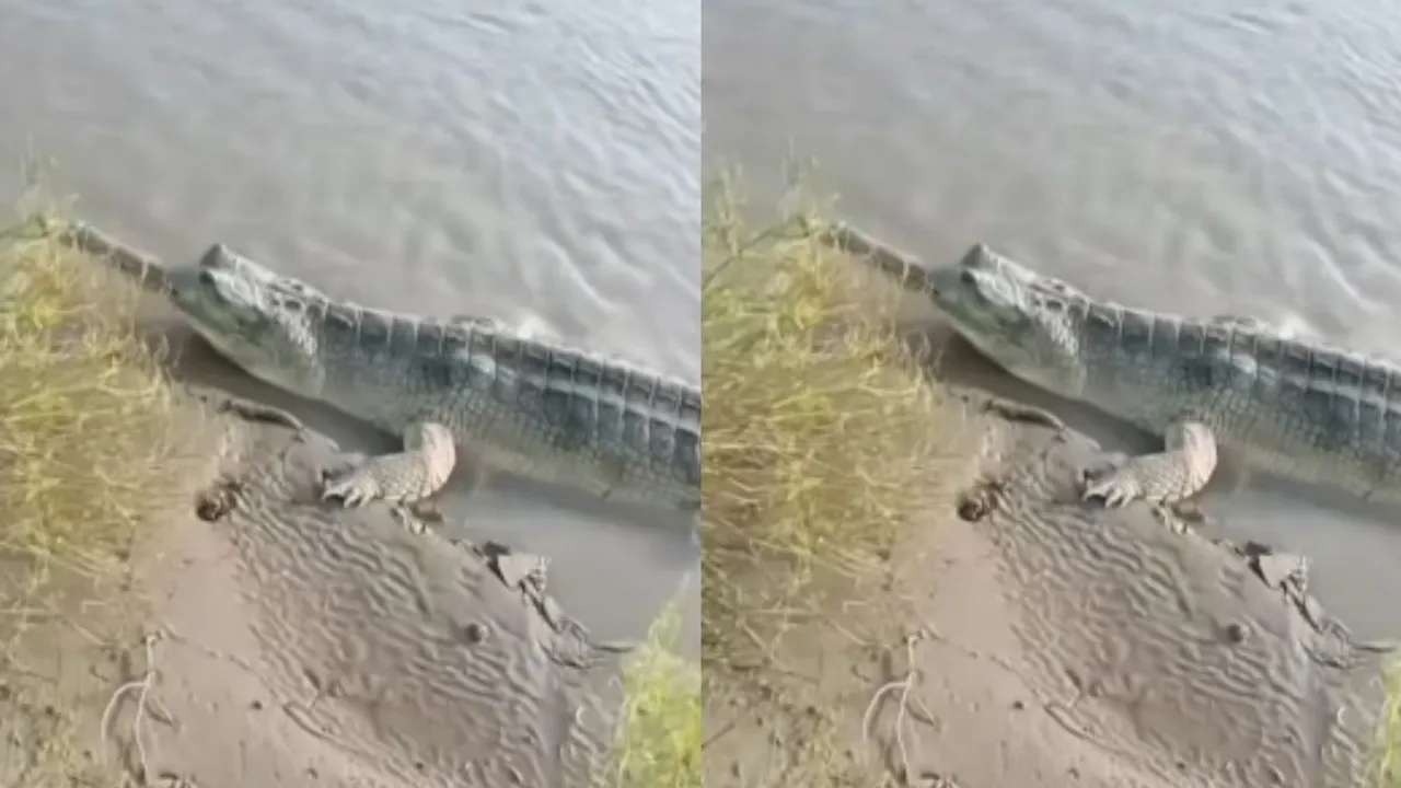 viral crocodile video