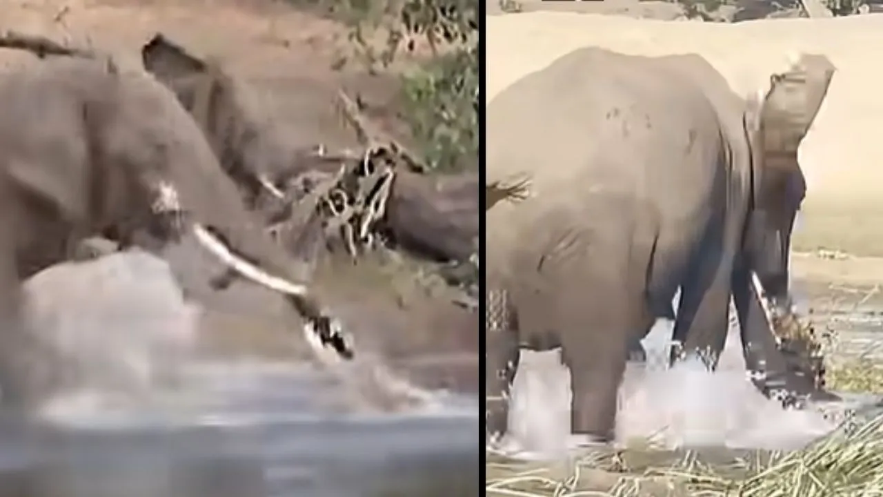 Elephant and crocodile fight video