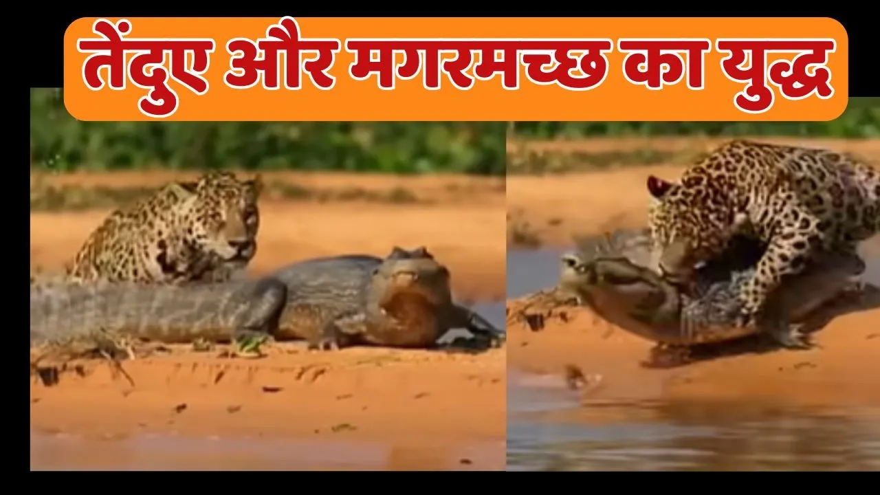 Leopard and crocodile video