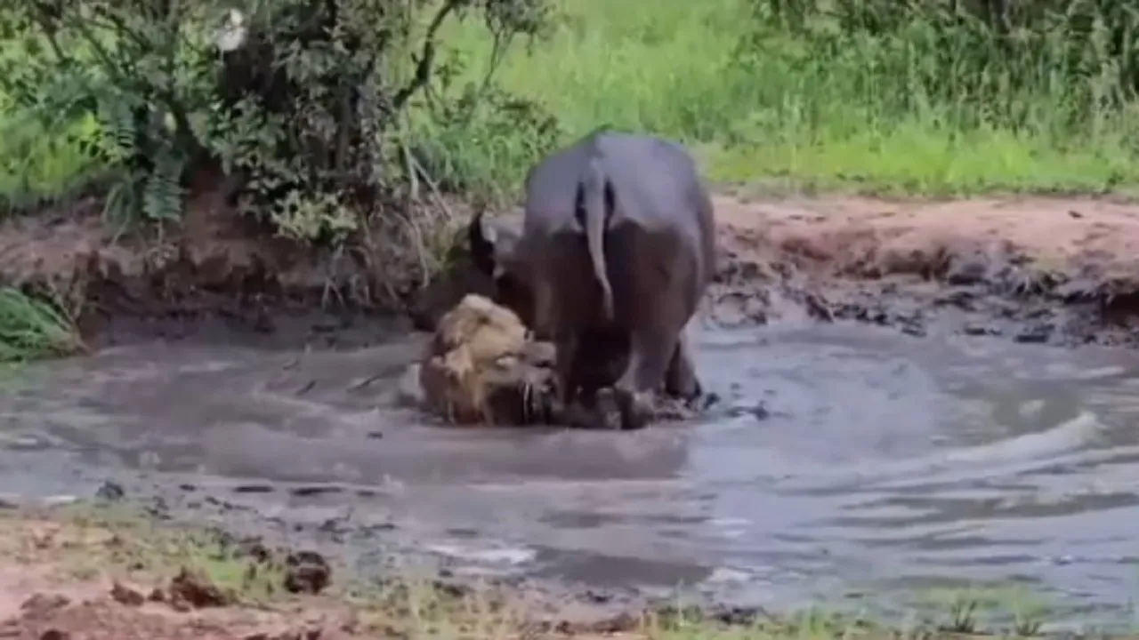 Lion and Buffalo fight