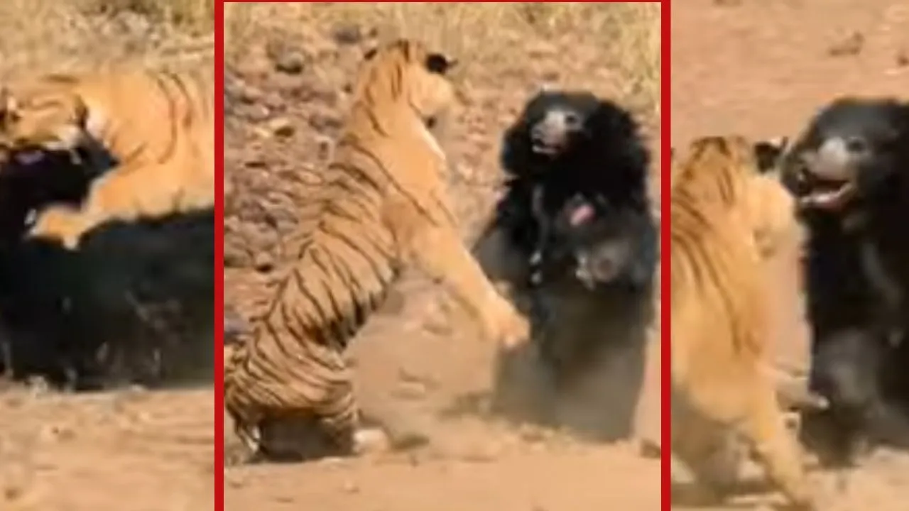 Tiger vs bear fight video viral