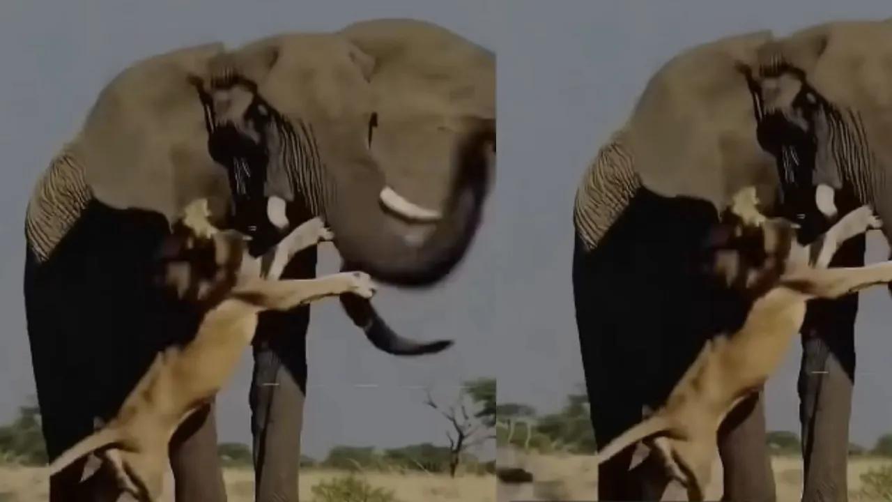 elephant vs lion video