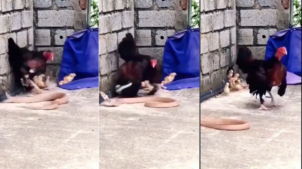 King Cobra vs Chicken