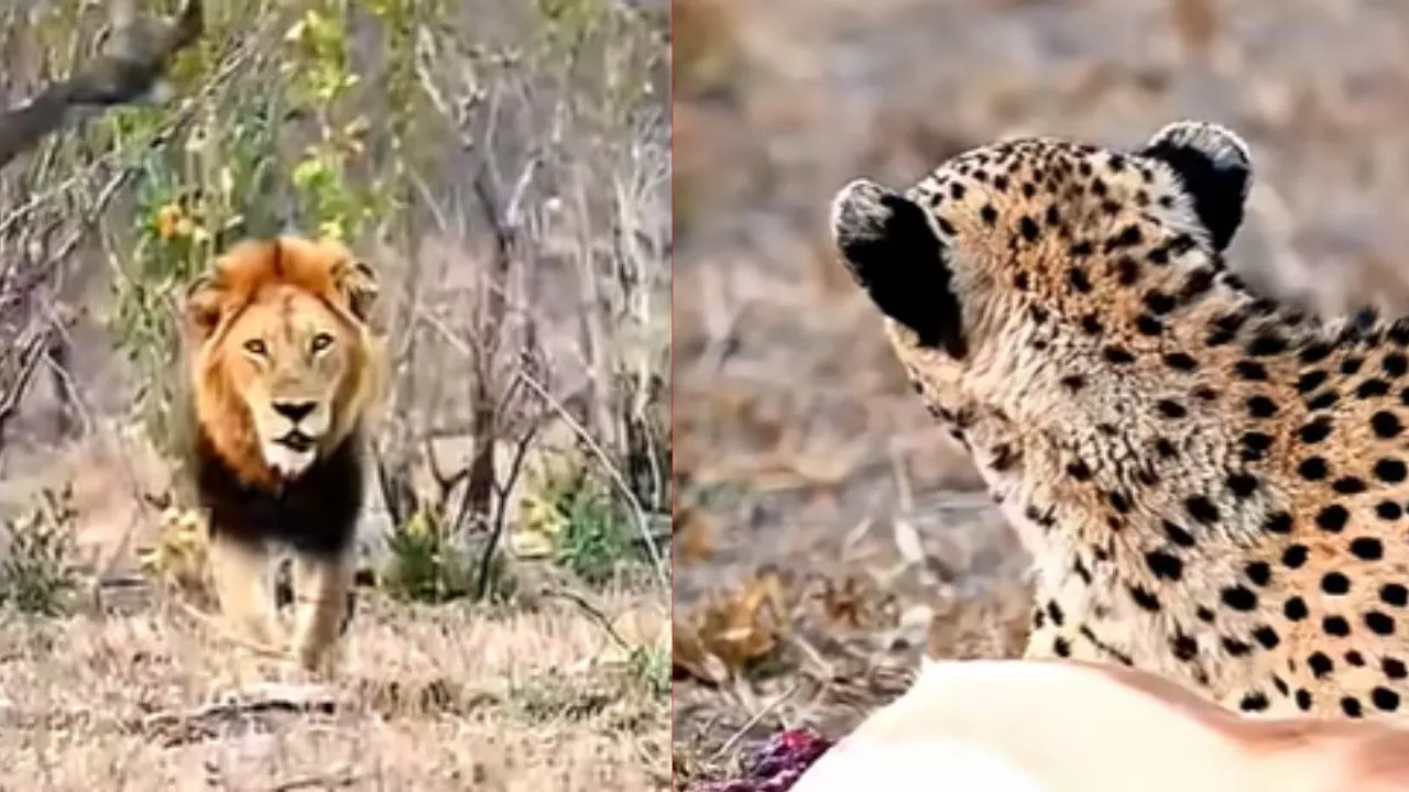 Lion vs Leopard Video