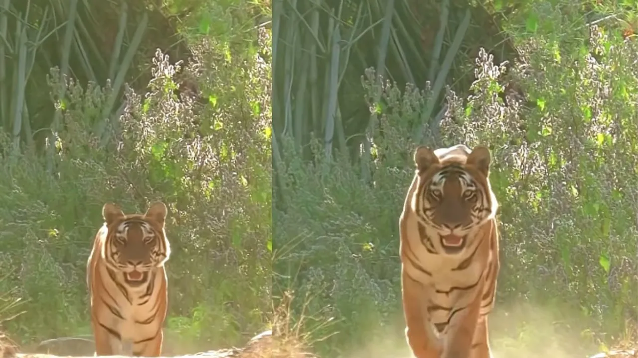 tiger attack video