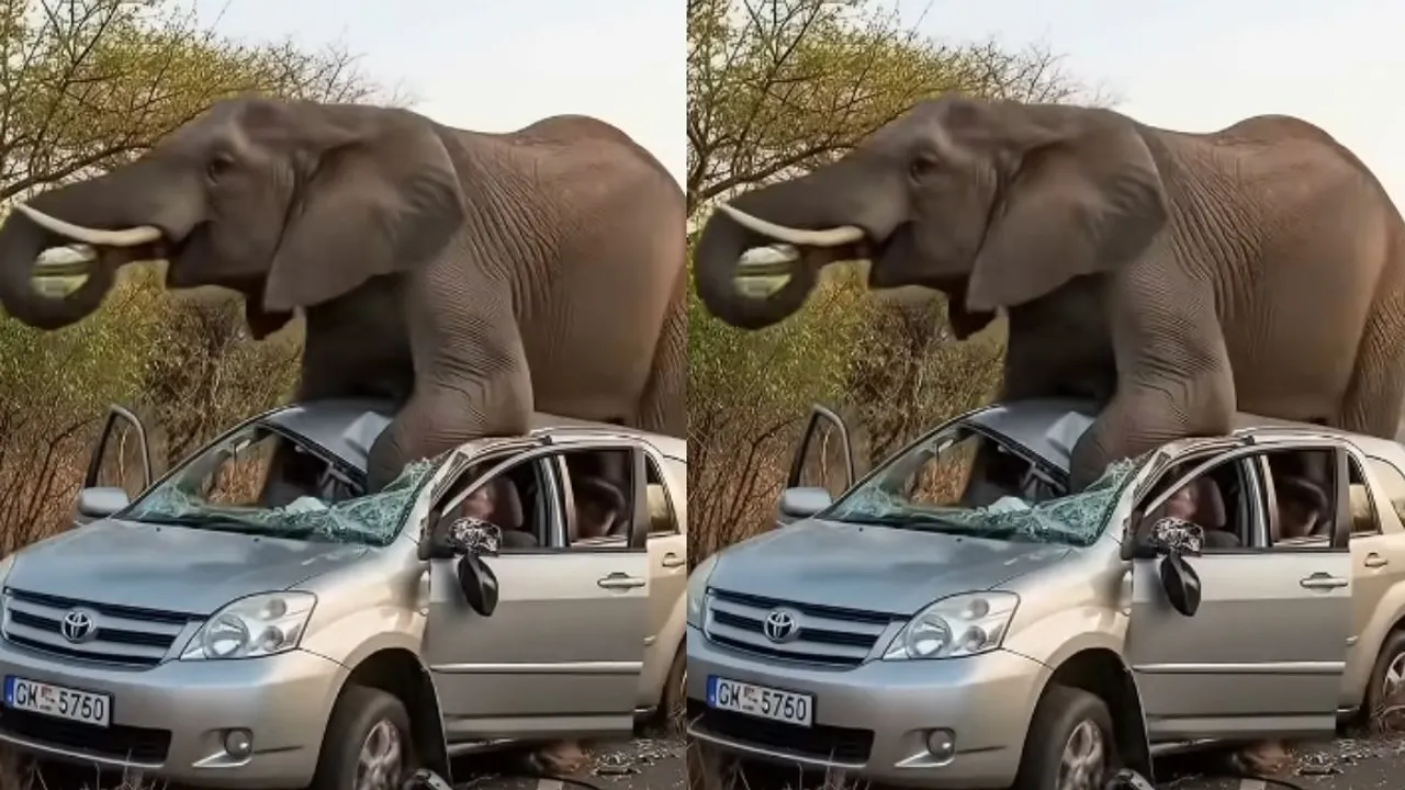 viral elephant video attack on car (1)