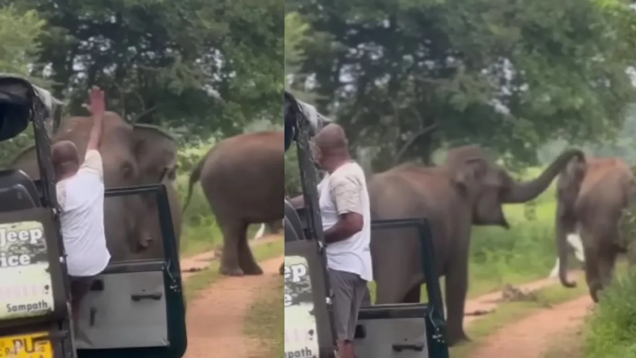 viral video elephant (1)