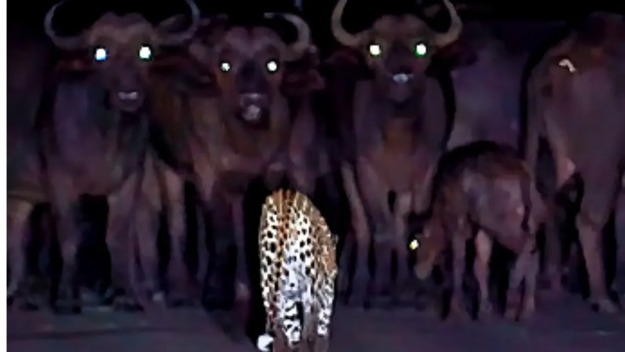 viral video leopard