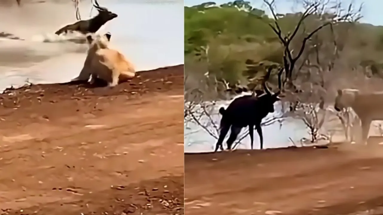 viral wildlife video trendind