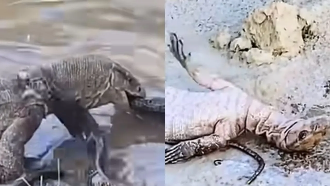 King Cobra vs Komodo Dragon