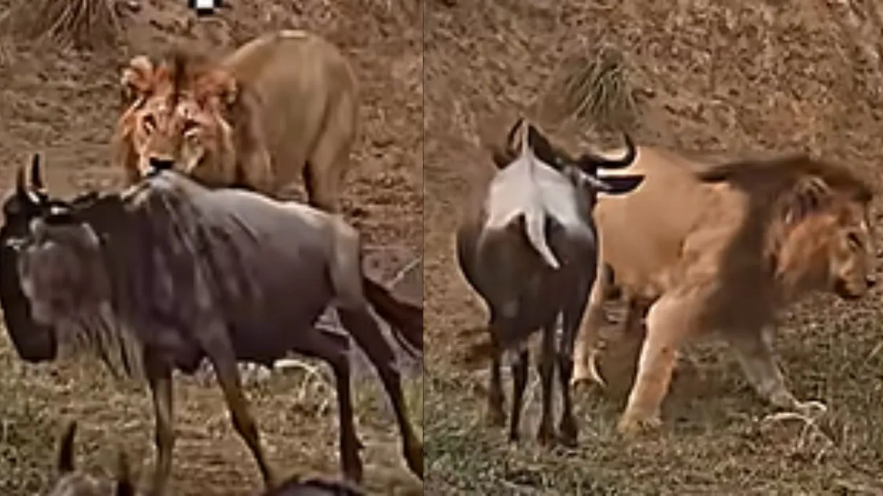 Lion vs beast viral video
