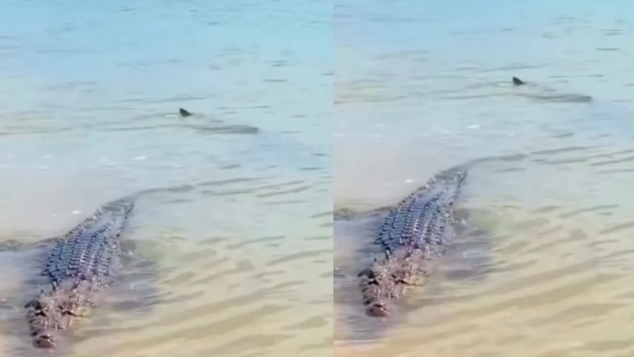 shark crocodile news