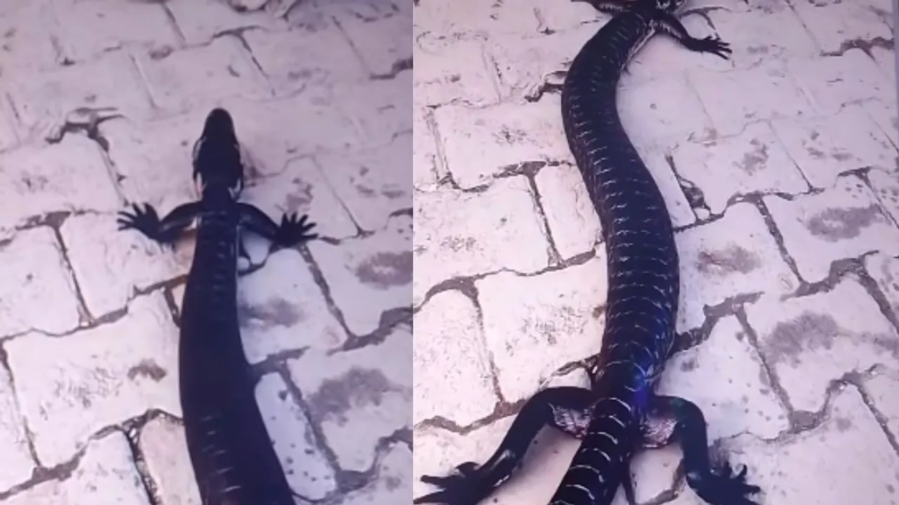 viral snake video