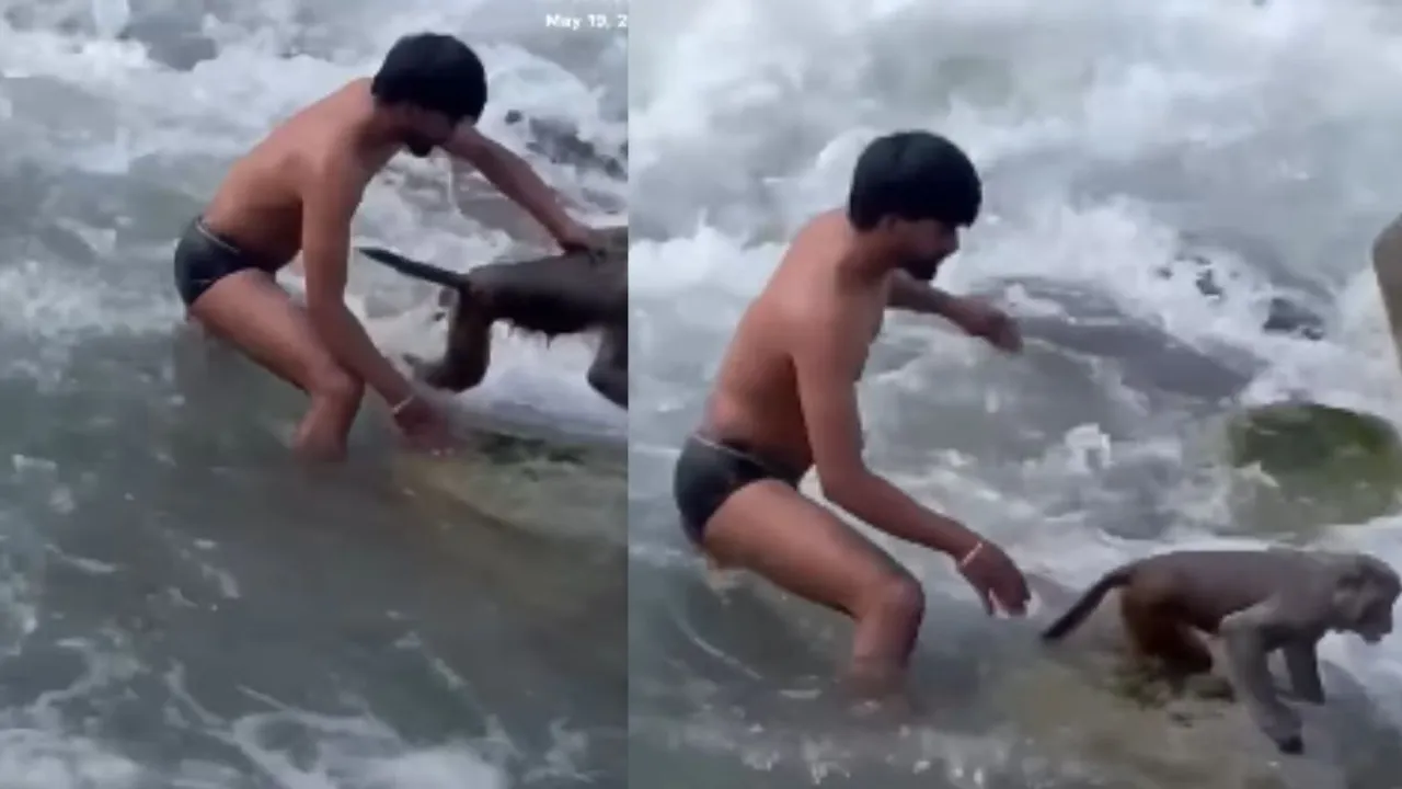 VIRAL VIDEO MONKEY
