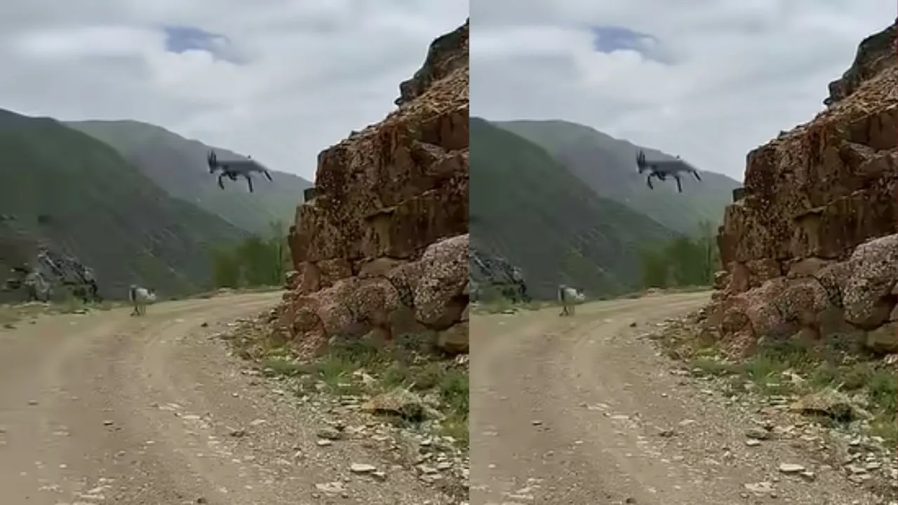 Deer Amazing Jump Video