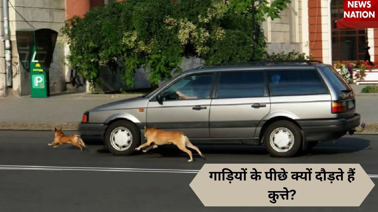 dogs (1)