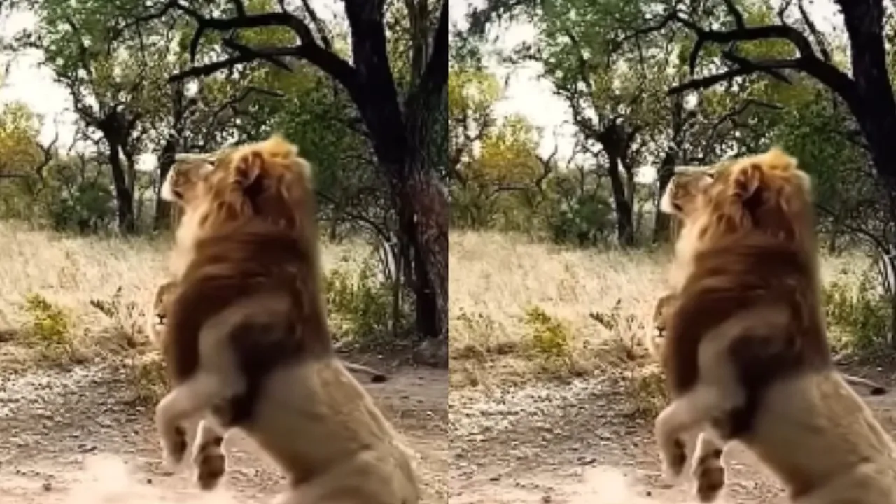 lion video wildlife