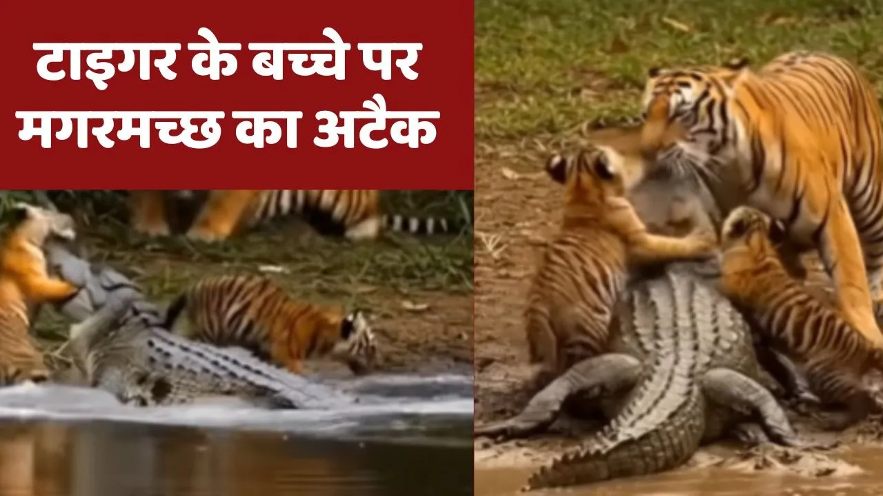 Tiger vs Crocodile Video