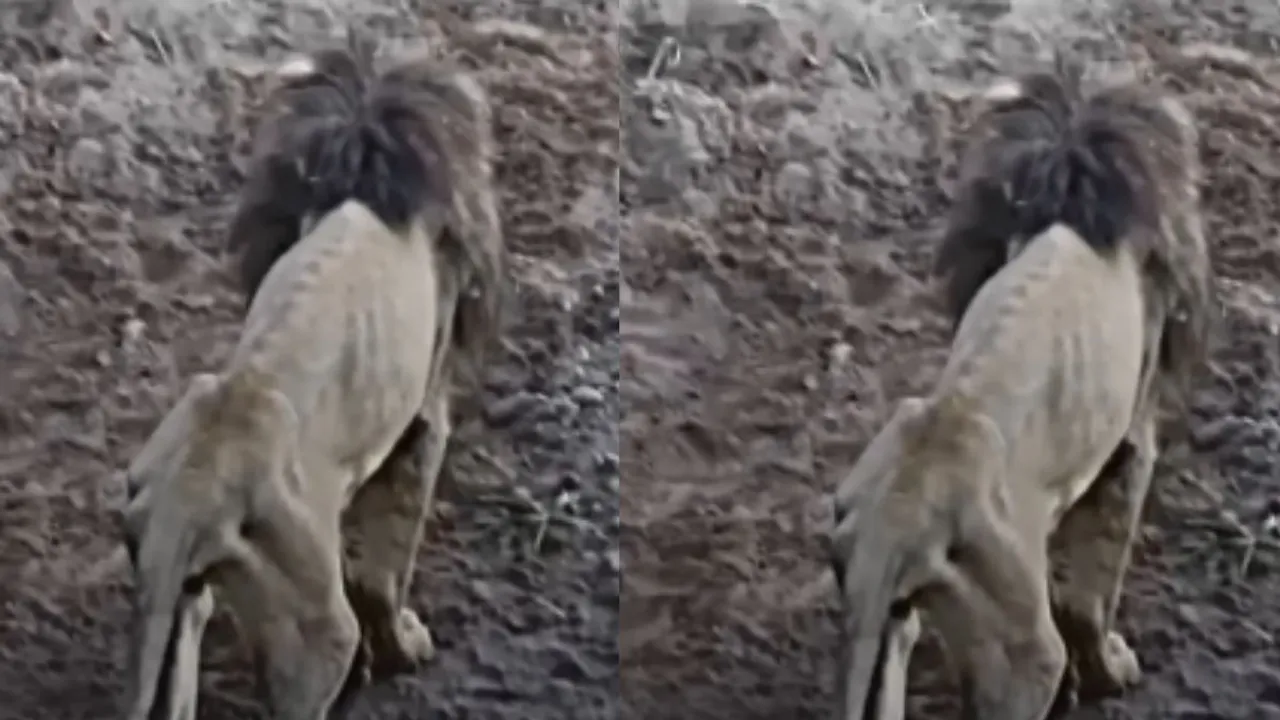 viral old lion video