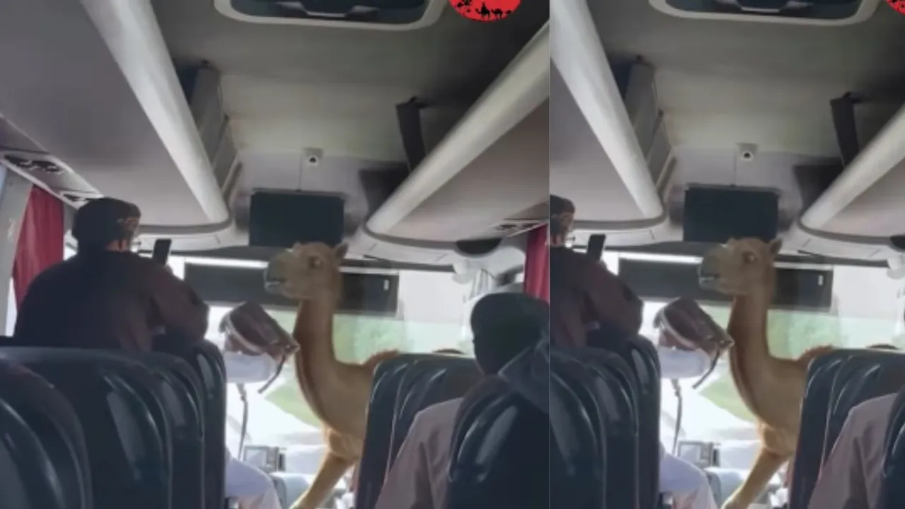 viral video of camel