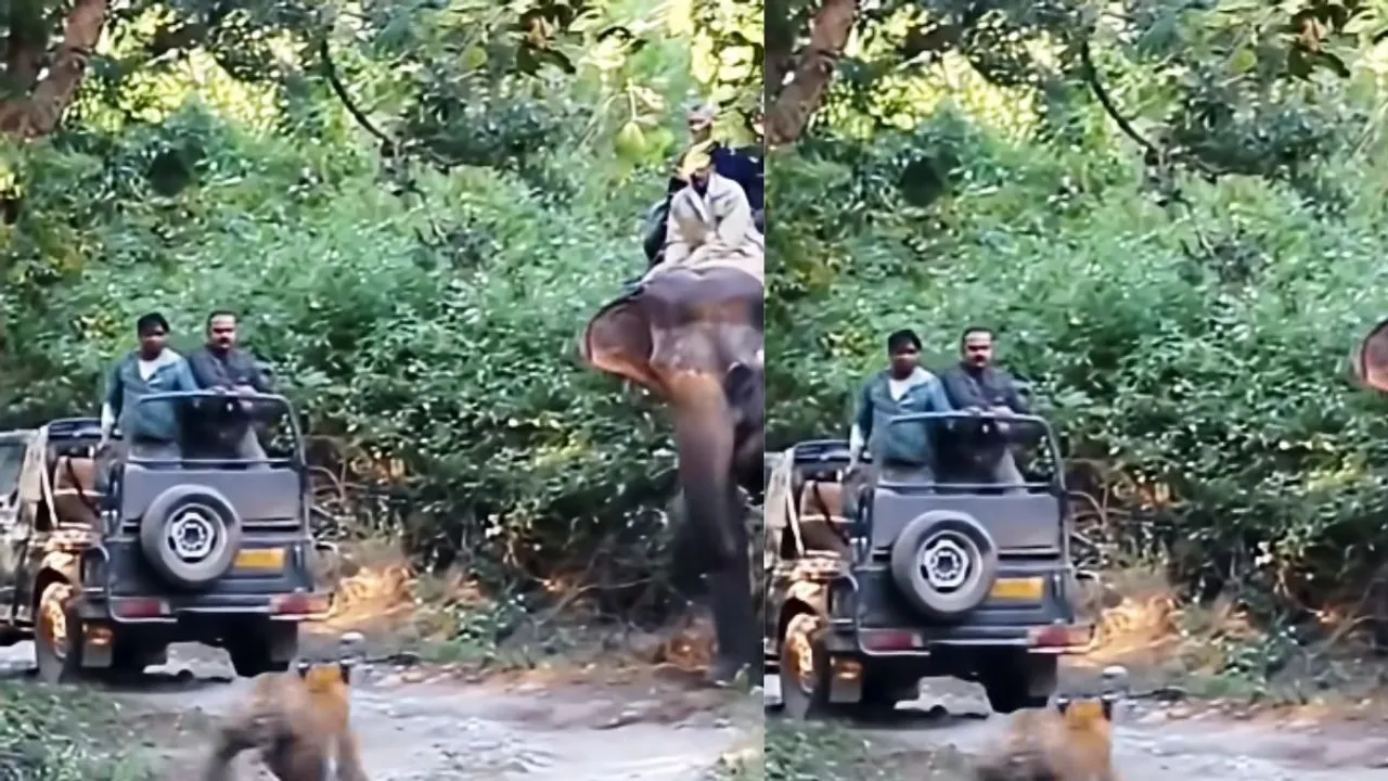 WILDLIFE VIDEO